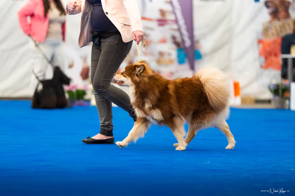 For Pets Cup – MLADÁ FENA