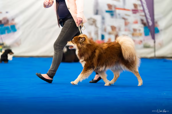 For Pets Cup – MLADÁ FENA