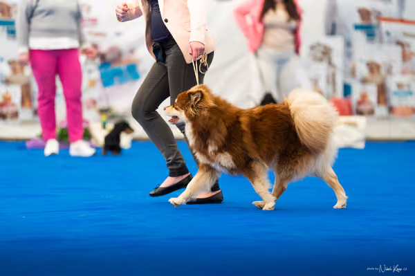 For Pets Cup – MLADÁ FENA