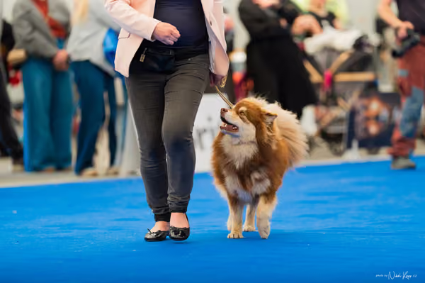 For Pets Cup – MLADÁ FENA