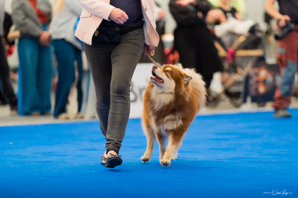 For Pets Cup – MLADÁ FENA