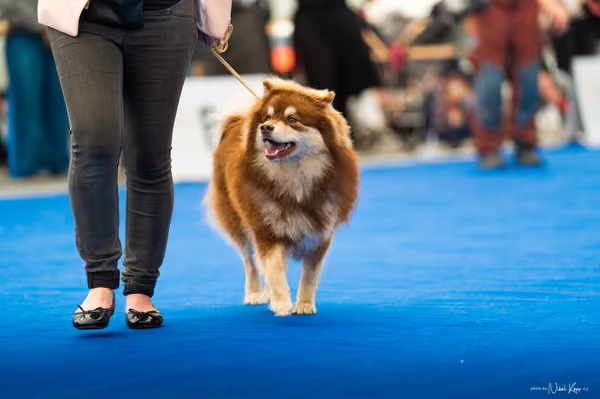 For Pets Cup – MLADÁ FENA