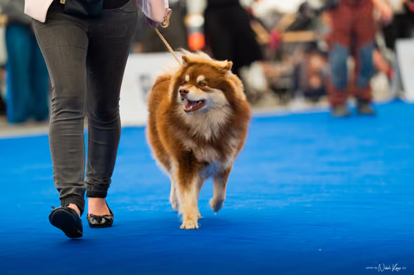 For Pets Cup – MLADÁ FENA