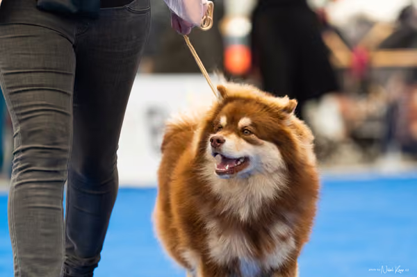 For Pets Cup – MLADÁ FENA