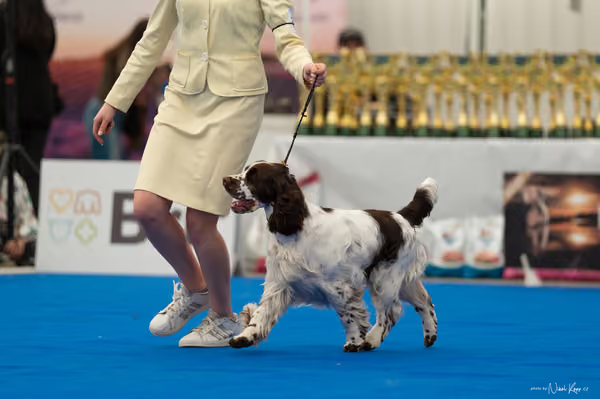 For Pets Cup – MLADÁ FENA