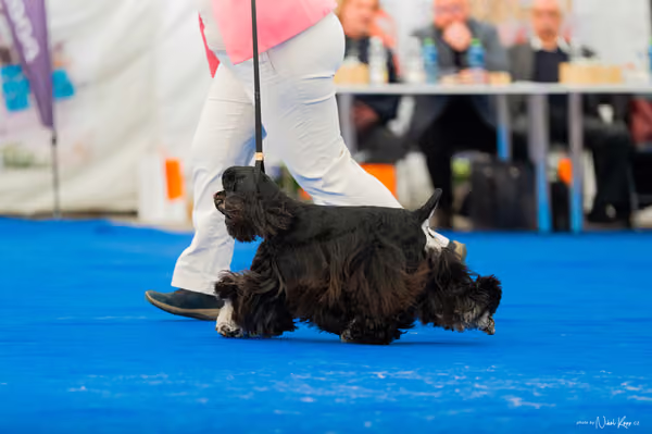 For Pets Cup – MLADÁ FENA