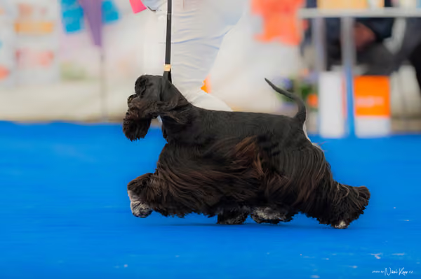 For Pets Cup – MLADÁ FENA