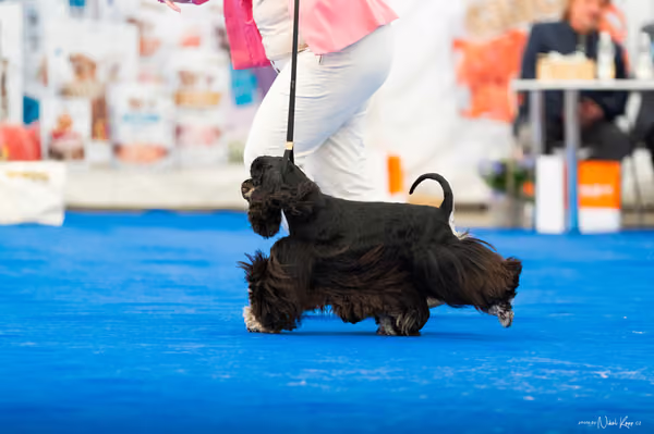 For Pets Cup – MLADÁ FENA