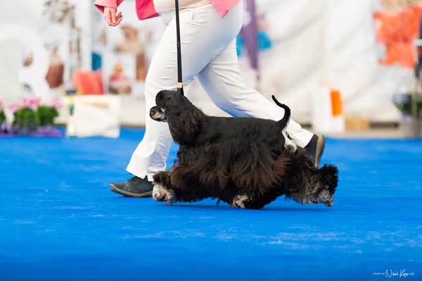 For Pets Cup – MLADÁ FENA