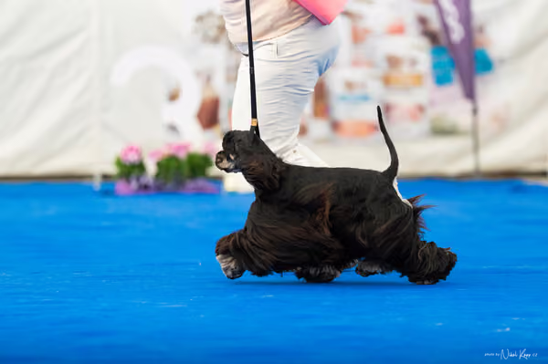 For Pets Cup – MLADÁ FENA