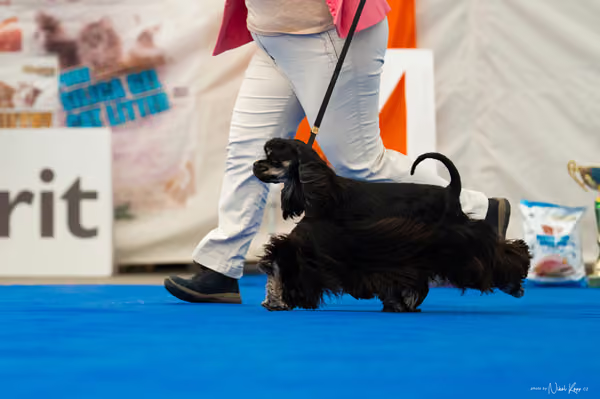 For Pets Cup – MLADÁ FENA