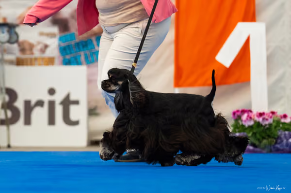 For Pets Cup – MLADÁ FENA