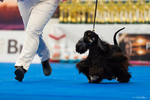 For Pets Cup – MLADÁ FENA
