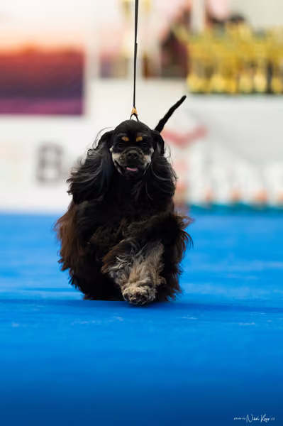 For Pets Cup – MLADÁ FENA