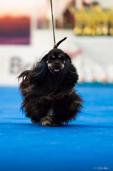 For Pets Cup – MLADÁ FENA