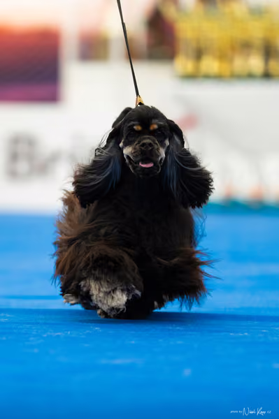 For Pets Cup – MLADÁ FENA
