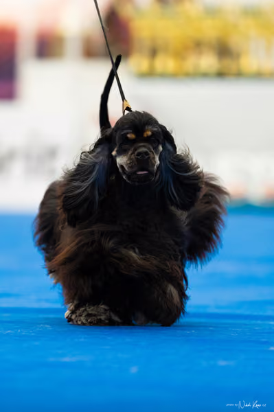 For Pets Cup – MLADÁ FENA