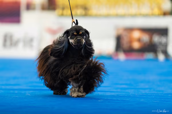 For Pets Cup – MLADÁ FENA