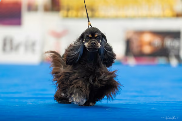 For Pets Cup – MLADÁ FENA