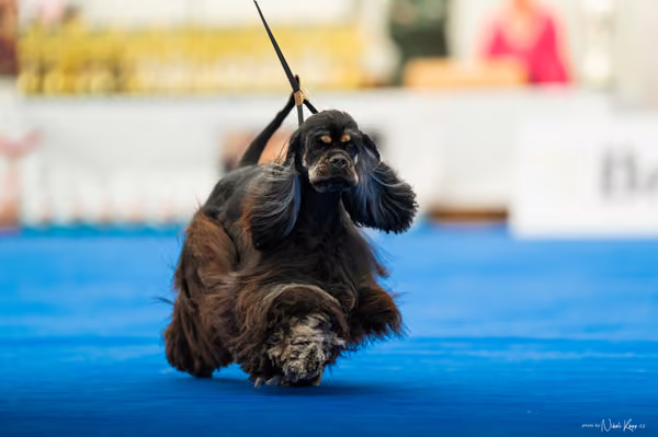 For Pets Cup – MLADÁ FENA