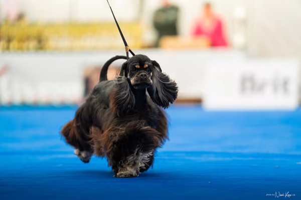 For Pets Cup – MLADÁ FENA