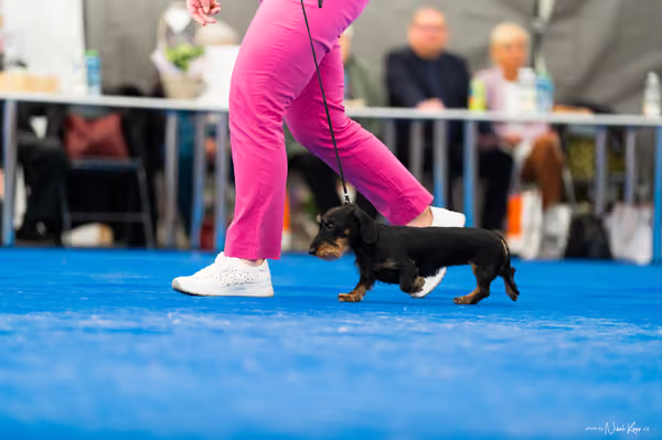 For Pets Cup – MLADÁ FENA