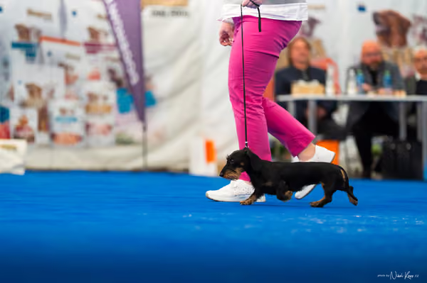 For Pets Cup – MLADÁ FENA