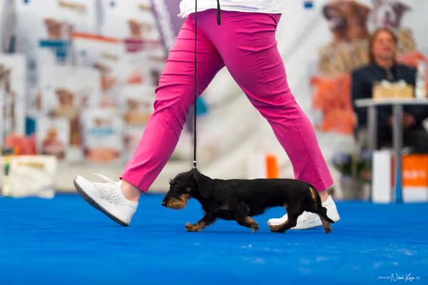For Pets Cup – MLADÁ FENA