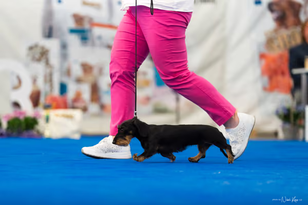 For Pets Cup – MLADÁ FENA