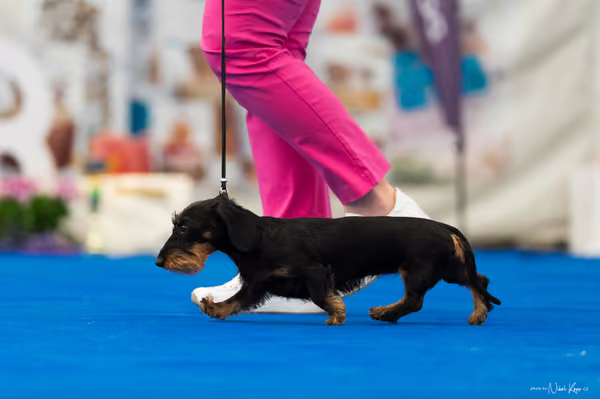 For Pets Cup – MLADÁ FENA