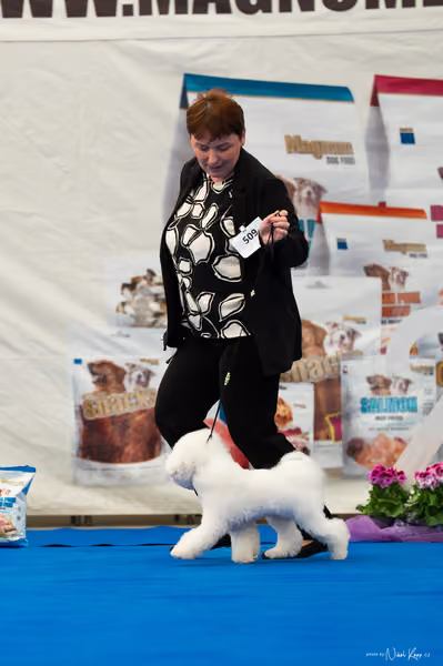 For Pets Cup – MLADÝ PES