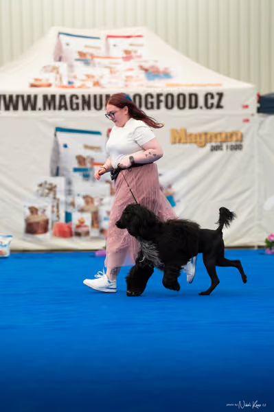 For Pets Cup – MLADÝ PES
