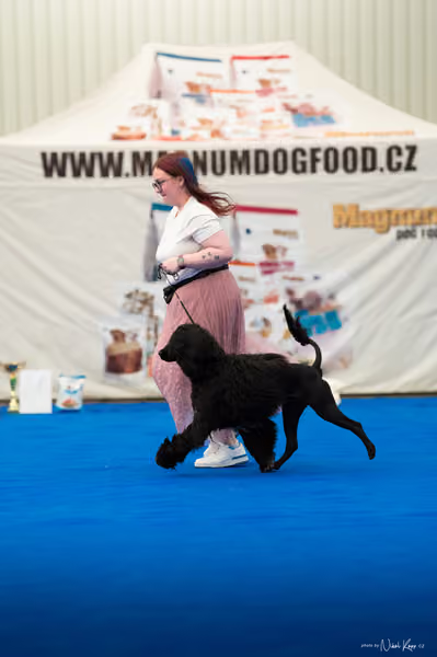 For Pets Cup – MLADÝ PES