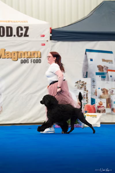 For Pets Cup – MLADÝ PES