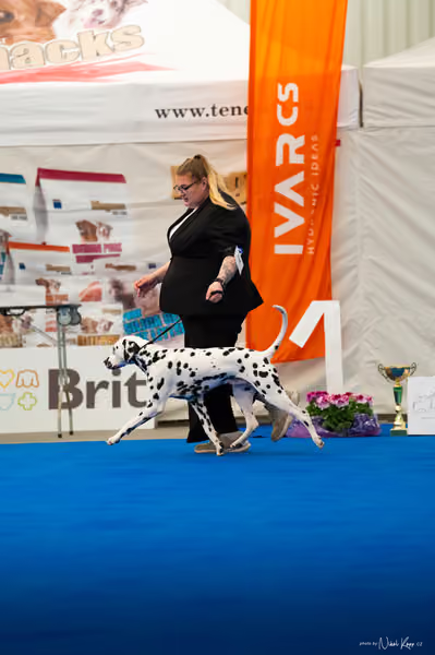 For Pets Cup – MLADÝ PES