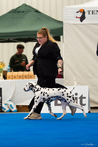 For Pets Cup – MLADÝ PES
