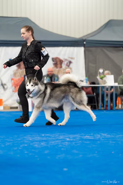 For Pets Cup – MLADÝ PES