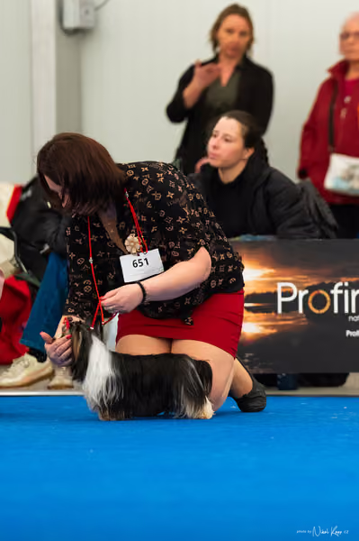 For Pets Cup – MLADÝ PES
