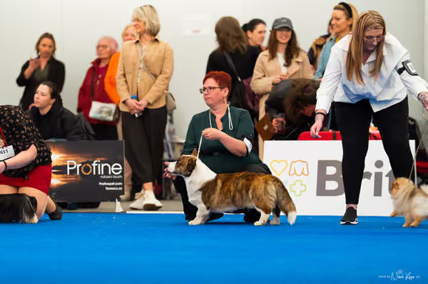 For Pets Cup – MLADÝ PES