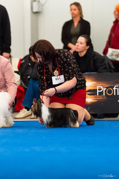 For Pets Cup – MLADÝ PES