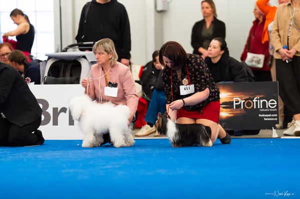 For Pets Cup – MLADÝ PES