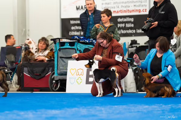 For Pets Cup – MLADÝ PES