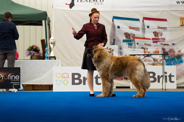 For Pets Cup – MLADÝ PES