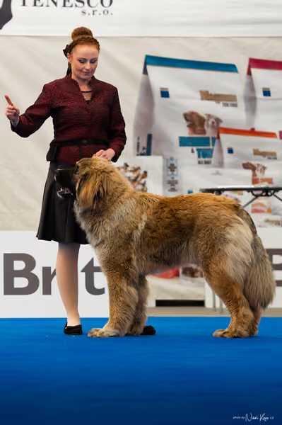 For Pets Cup – MLADÝ PES