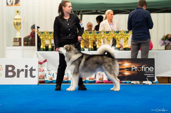 For Pets Cup – MLADÝ PES