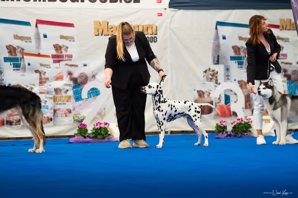For Pets Cup – MLADÝ PES