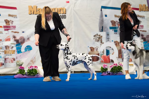 For Pets Cup – MLADÝ PES
