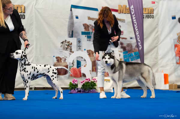 For Pets Cup – MLADÝ PES