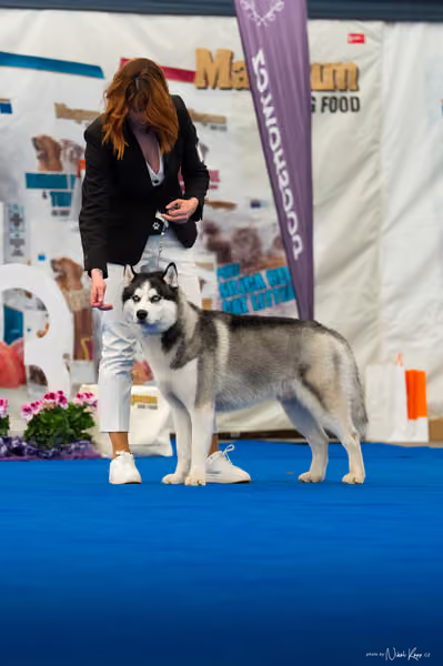 For Pets Cup – MLADÝ PES