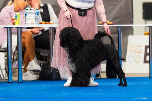 For Pets Cup – MLADÝ PES
